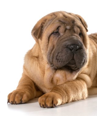 Çin shar pei köpek yavrusu 