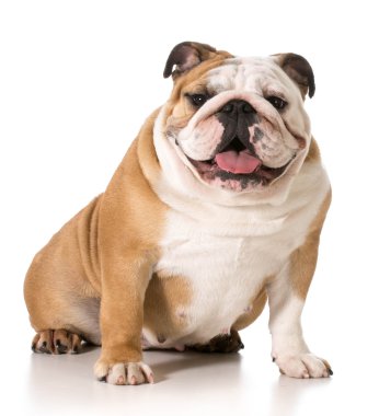 İngilizce Bulldog