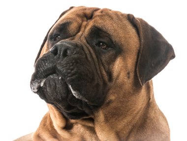 bullmastiff portre