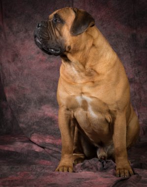 bullmastiff oturan