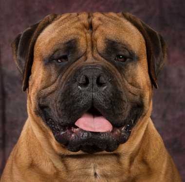 bullmastiff portre