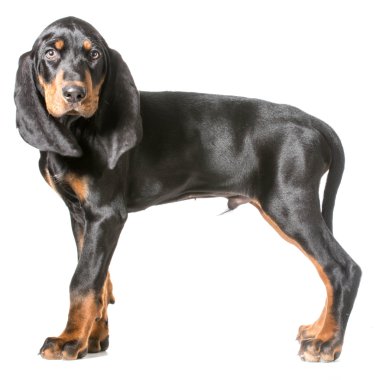 Şirin köpek.