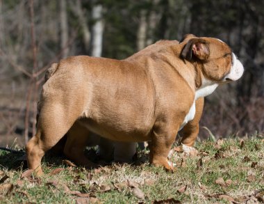 İngilizce Bulldog