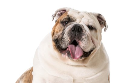 İngilizce Bulldog