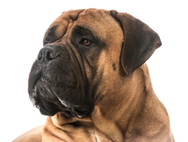 bullmastiff portre