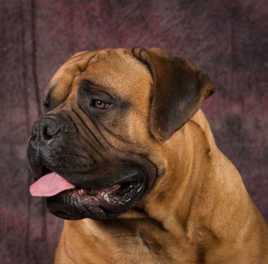 bullmastiff portre