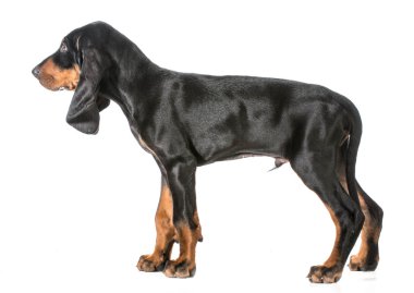 Şirin köpek.