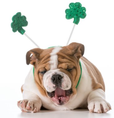 St patricks günü köpek