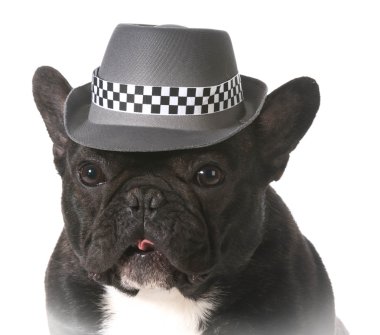 Fedora üzerinde köpek