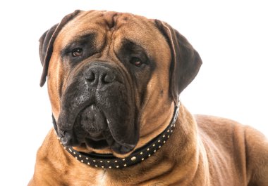 bullmastiff portre