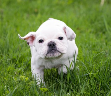 Köpek Koşusu