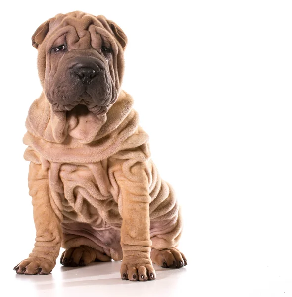 中国 shar pei — 图库照片