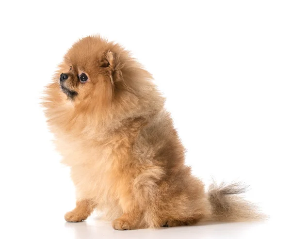 Pomeranian — Stock Photo, Image