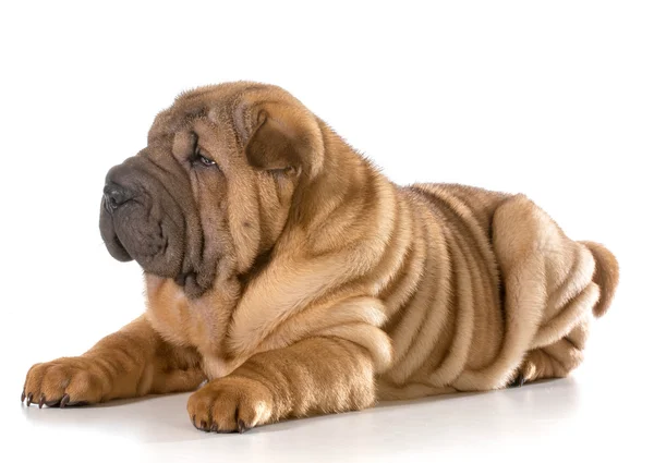 Chiński shar pei szczeniak — Zdjęcie stockowe