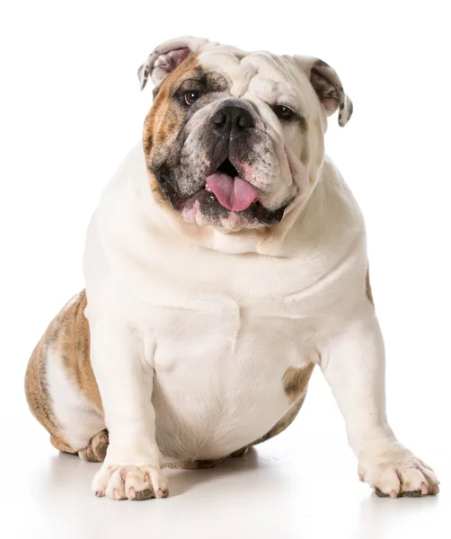 Englische Bulldogge — Stockfoto