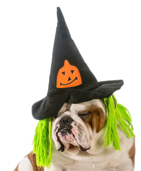 Dog witch — Stock Photo, Image