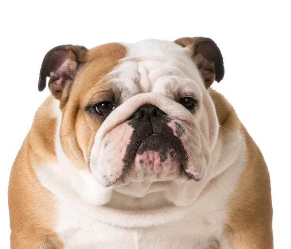 Engelse Bulldog — Stockfoto