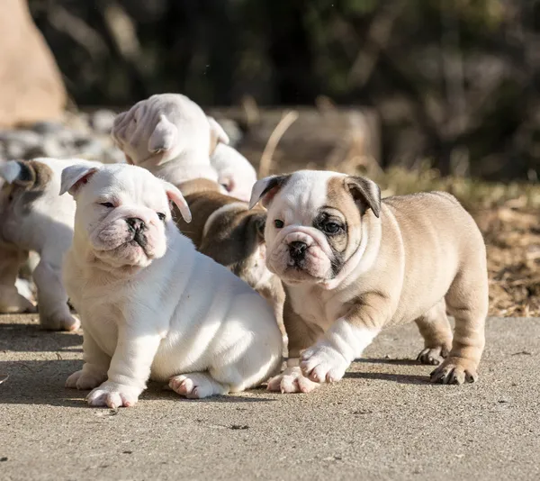 Cuccioli giocare — Foto Stock