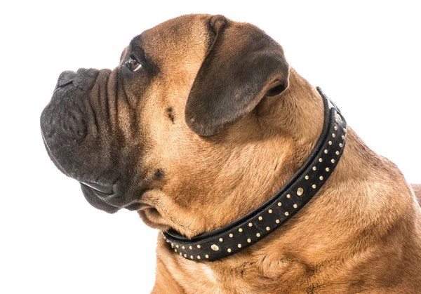 Portrait de Bullmastiff — Φωτογραφία Αρχείου