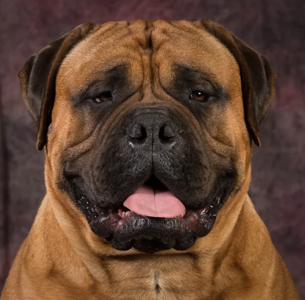 Retrato bullmastiff — Fotografia de Stock