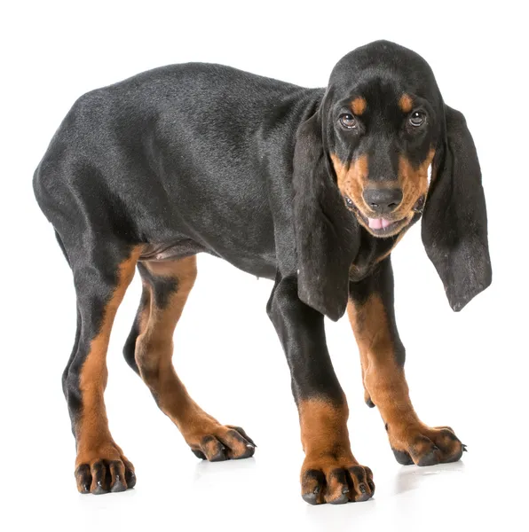 Negro y coonhound bronceado — Foto de Stock