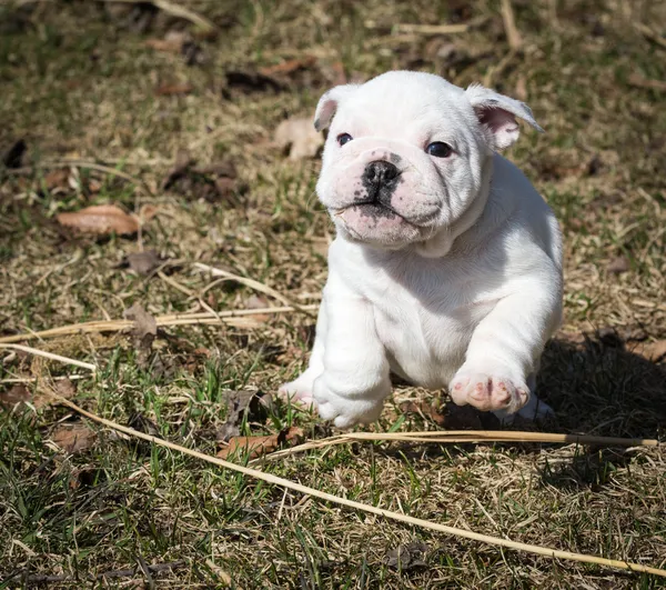 Hond buiten spelen — Stockfoto