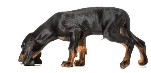 Cão cheirando cão tratado — Fotografia de Stock