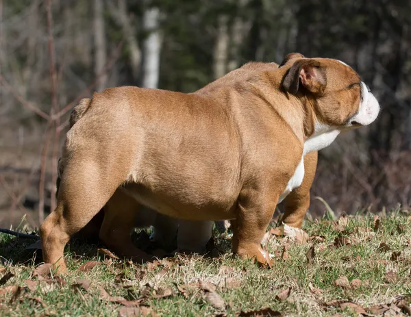 Englische Bulldogge — Stockfoto