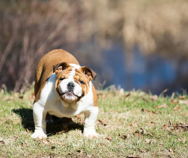 Englische Bulldogge draußen — Stockfoto