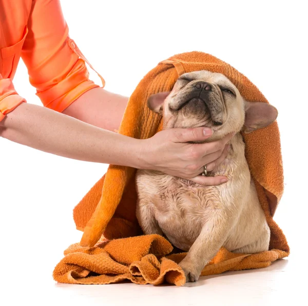 Toelettatura del cane — Foto Stock