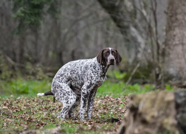 Dog pooping — Fotografie, imagine de stoc