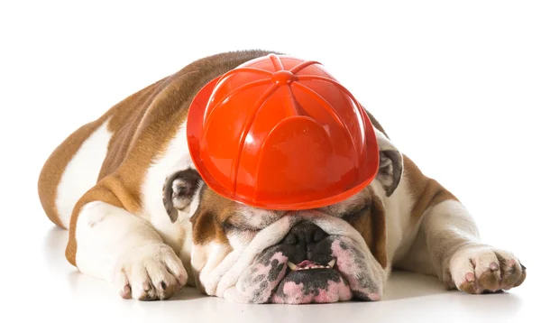 Perro con sombrero de bombero —  Fotos de Stock