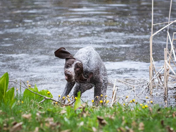 Köpek skaking sonra yüzmek — Stok fotoğraf
