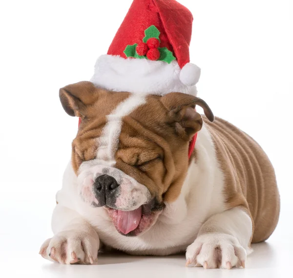 Christmas puppy — Stockfoto