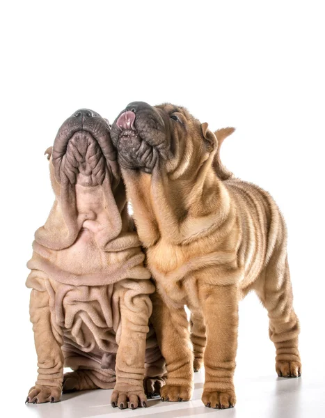 Dois cachorros shar pei chineses — Fotografia de Stock