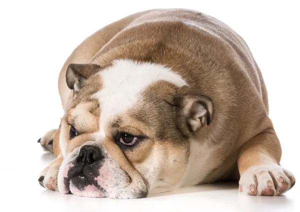 Cão descansando — Fotografia de Stock