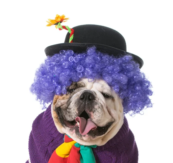 Silly dog — Stock Photo, Image