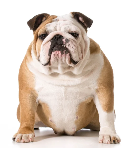 Bulldog inglese — Foto Stock