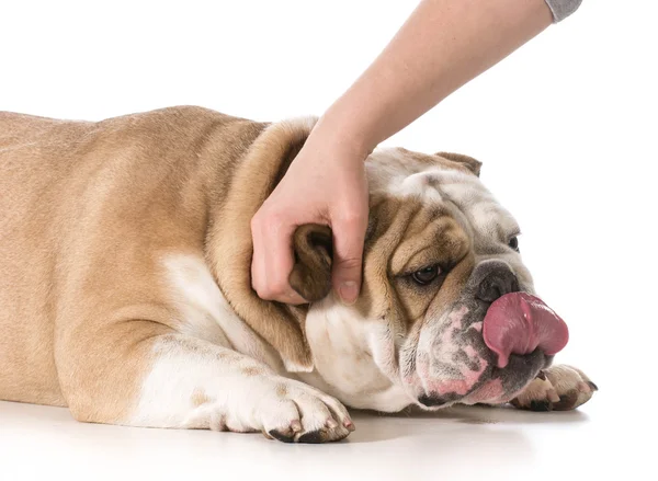 Petting dog — Stock Photo, Image