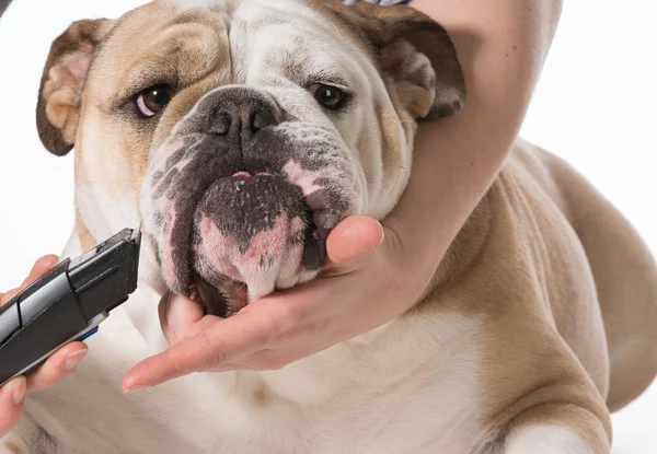 Toelettatura del cane — Foto Stock