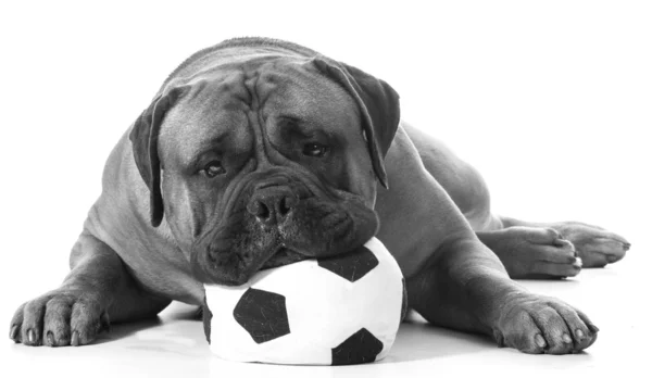 Sports hound — Stock Photo, Image