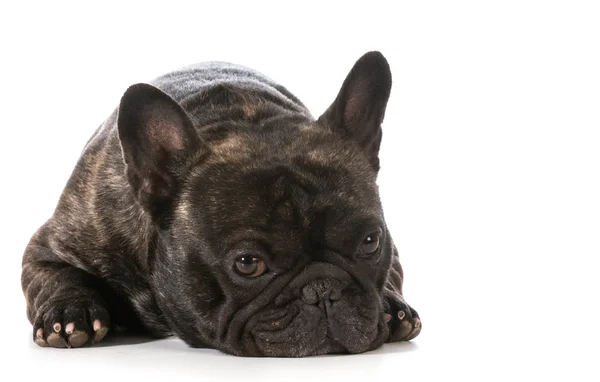 French bulldog — Stock Photo, Image