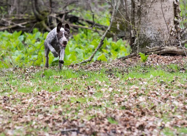 German shorthaired pointer — Stock Photo, Image