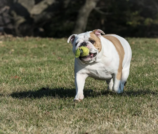 Catch oynayan köpek — Stok fotoğraf