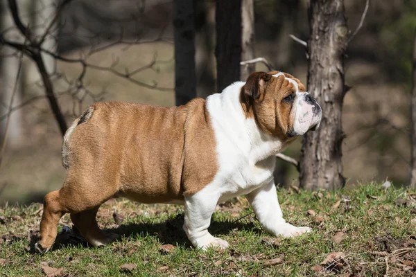 Engels bulldog pup — Stockfoto