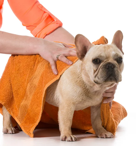 Toelettatura del cane — Foto Stock