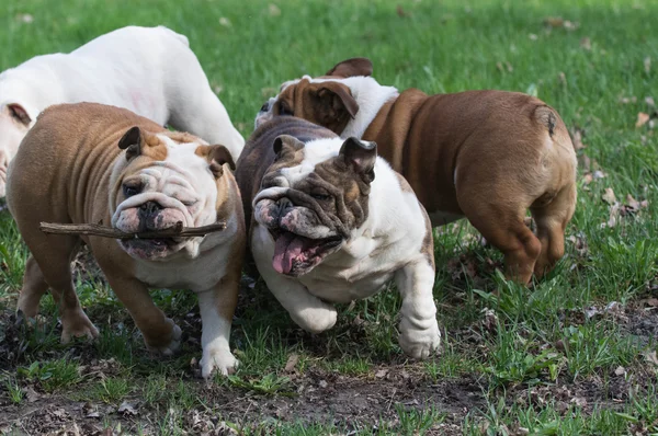 Quatro cães brincando — Fotografia de Stock