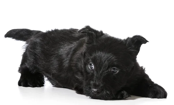 Cãozinho Terrier escocês — Fotografia de Stock