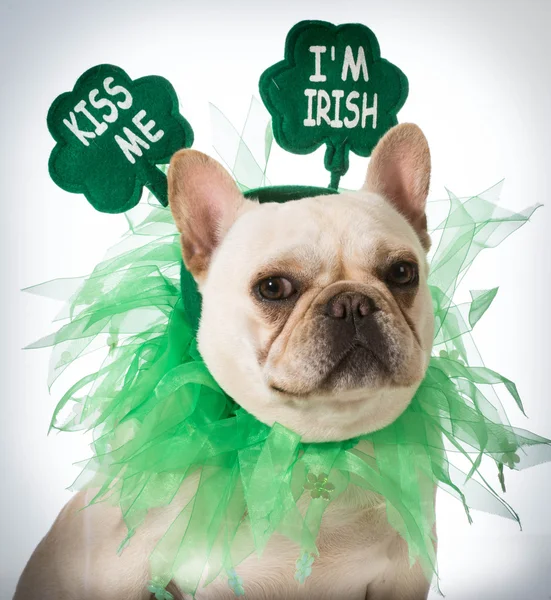 St Patricks Day dog — Stock Photo, Image