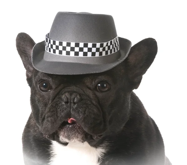Dog wearing fedora — Stock Photo, Image